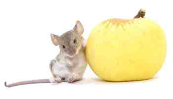 Mouse with apple healthy high carb diet